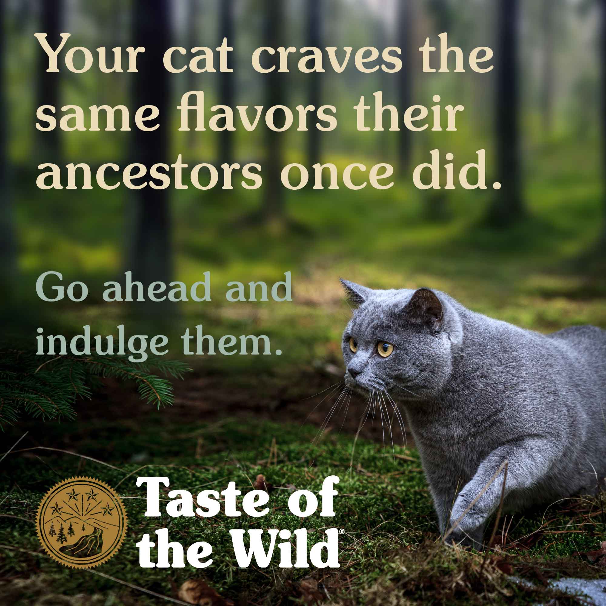taste-of-the-wild-cat-lifestyle